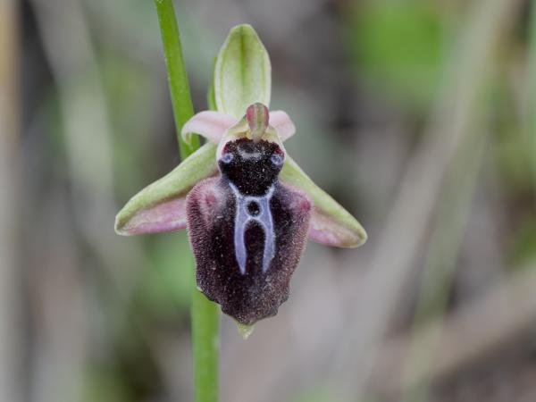 <h3><a href="/trips/kreta/biota/plantae/tracheophyta/liliopsida/asparagales/orchidaceae/ophrys sphegodes/ophrys sphegodes-nl.html">Ophrys&nbsp;sphegodes</a> / Early&nbsp;spider‑orchid / Spinnenorchis</h3>OM-1 Mark II met OLYMPUS M.150-400mm F4.5, 1/800 sec  bij F6.3, ISO 2000, afstand 1.775&nbsp;m
